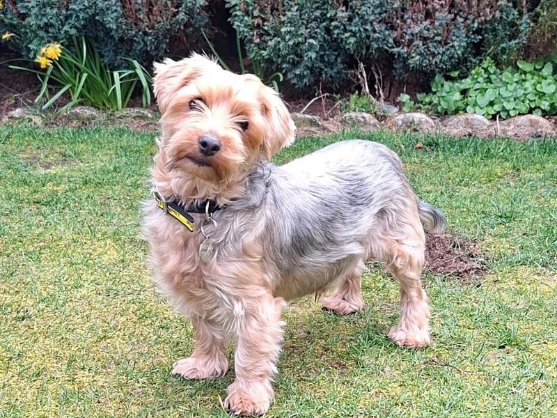 undefined | Terrier (Yorkshire) | undefined - 2
