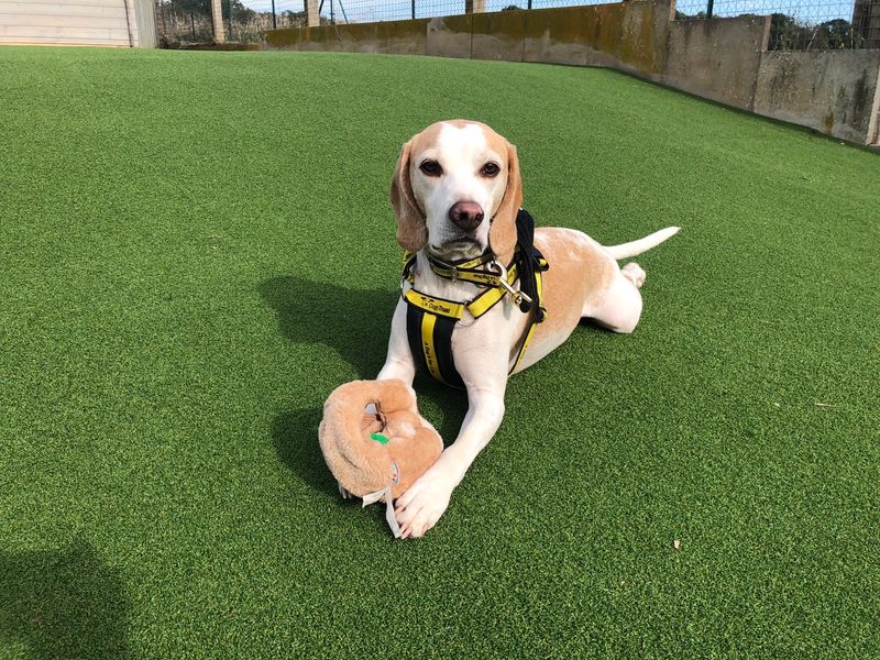 Beagle puppies for sale in Newton Tony – 6 years old