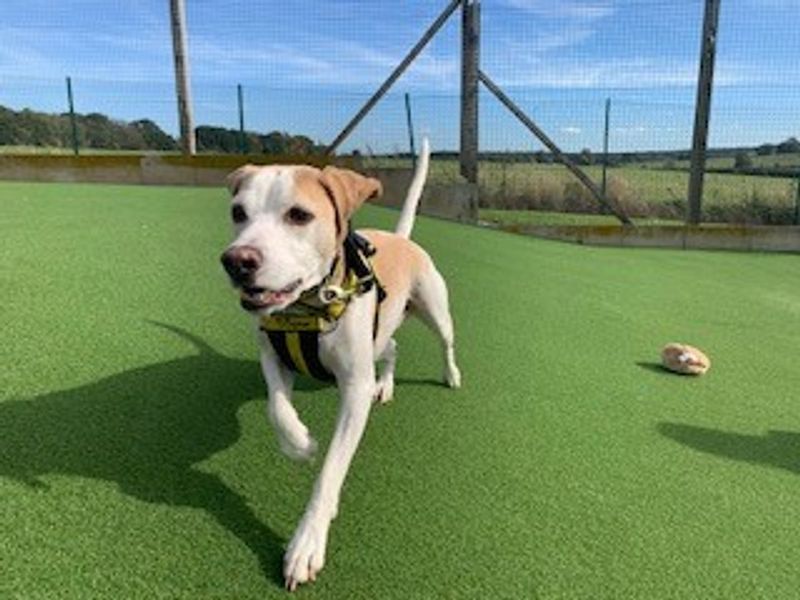 Bobby for sale in Newton Tony - Image 2