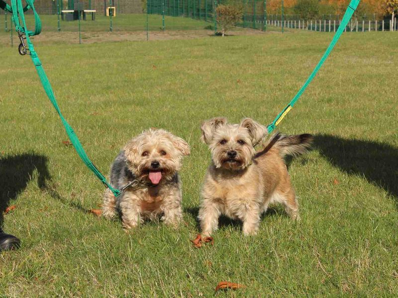 Chester for sale in Evesham - Image 2