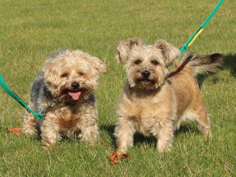 Chester for sale in Evesham - Image 1