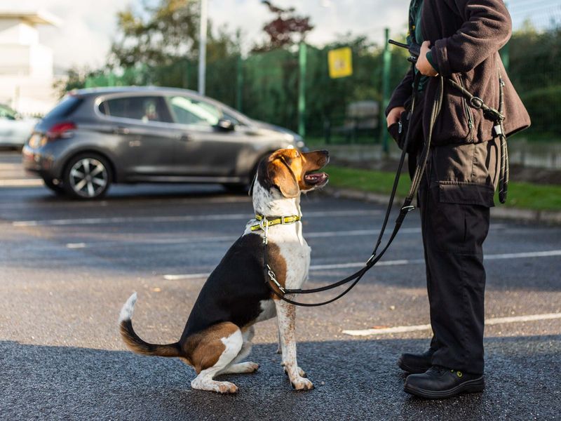 Beagle puppies for sale in Manchester – 6 years old