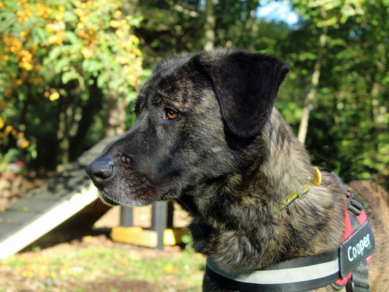 German Shepherd puppies for sale in Liverpool – 5 years old