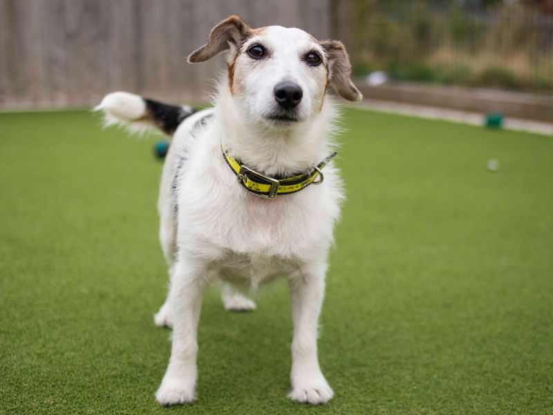 Daisy for sale in Cardiff