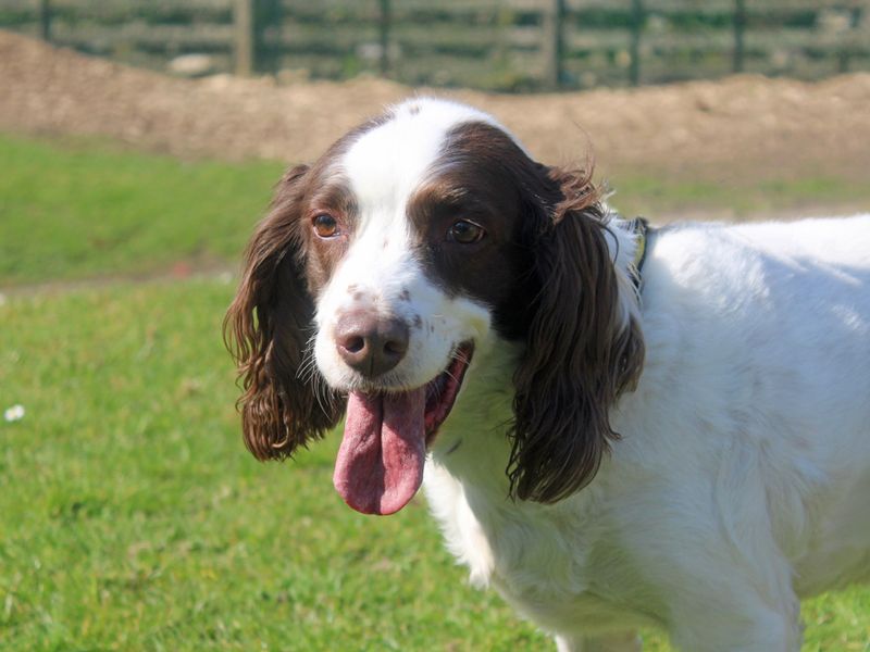 Bailey for sale in Liverpool, Merseyside - Image 3