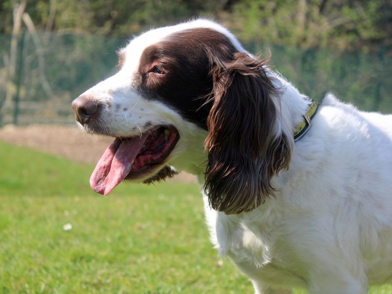 Bailey for sale in Liverpool, Merseyside