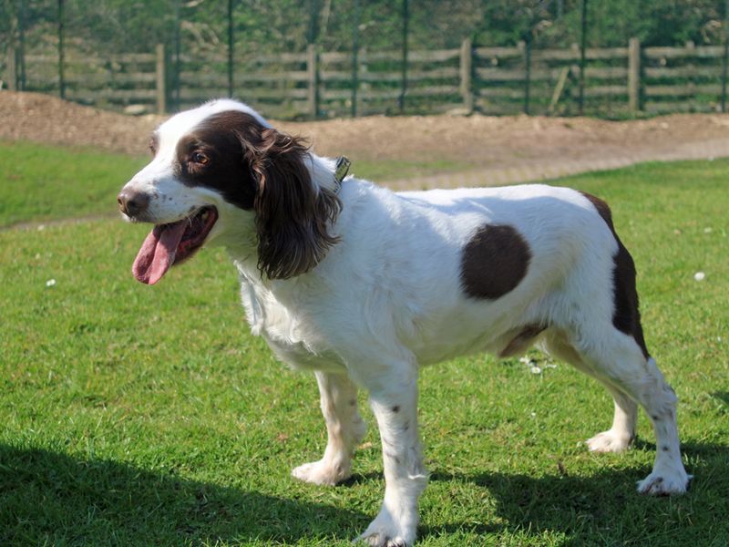 Bailey for sale in Liverpool, Merseyside - Image 2