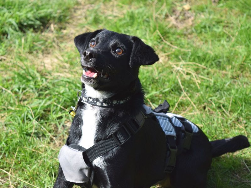 Jack Russell Terrier for adoption in Shoreham by Sea, West Sussex – 3 years old - Image 2 of 10