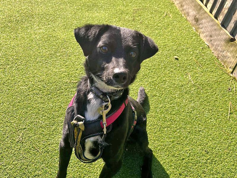 Jack Russell Terrier for adoption in Shoreham by Sea, West Sussex – 3 years old - Image 6 of 10