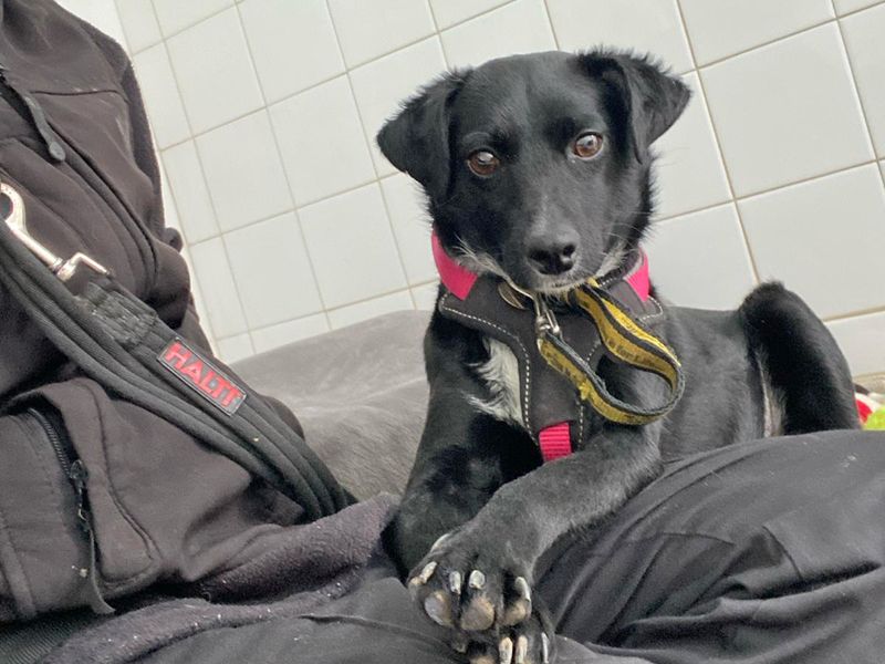 Jack Russell Terrier for adoption in Shoreham by Sea, West Sussex – 3 years old - Image 9 of 10