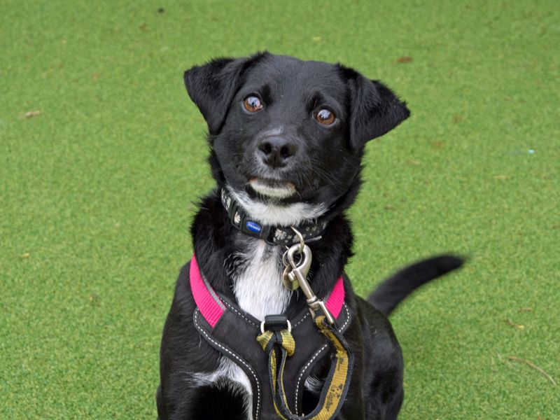 Jack Russell Terrier for adoption in Shoreham by Sea, West Sussex – 3 years old - Image 7 of 10