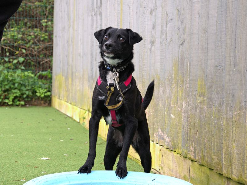 Jack Russell Terrier for adoption in Shoreham by Sea, West Sussex – 3 years old - Image 10 of 10