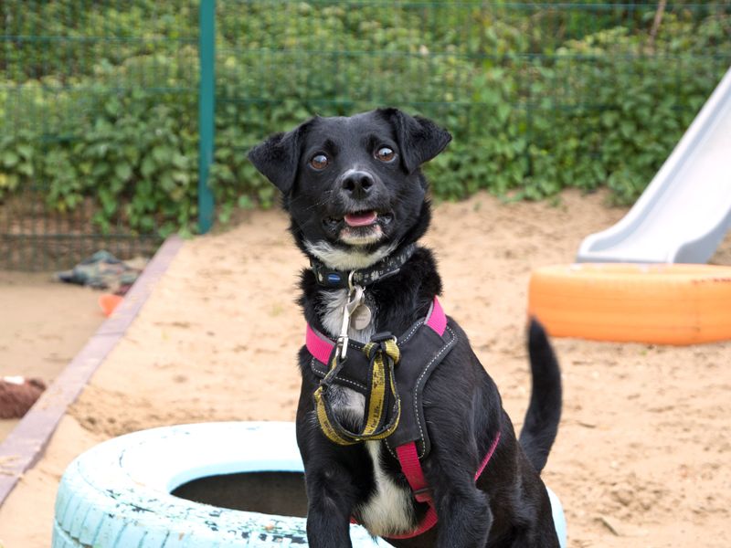 Jack Russell Terrier for adoption in Shoreham by Sea, West Sussex – 3 years old - Image 1 of 10