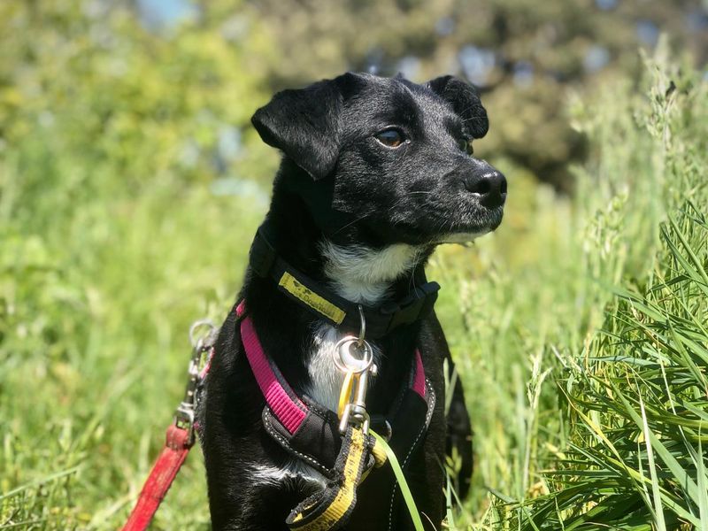 Jack Russell Terrier for adoption in Shoreham by Sea, West Sussex – 3 years old - Image 5 of 10