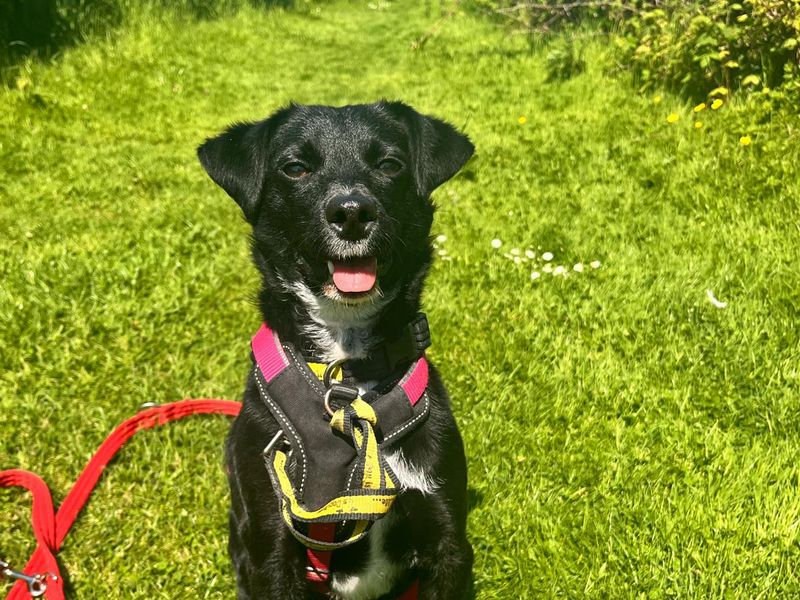 Jack Russell Terrier for adoption in Shoreham by Sea, West Sussex – 3 years old - Image 8 of 10