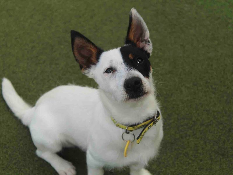 Jack Russell puppies for sale in Evesham – 5 years old