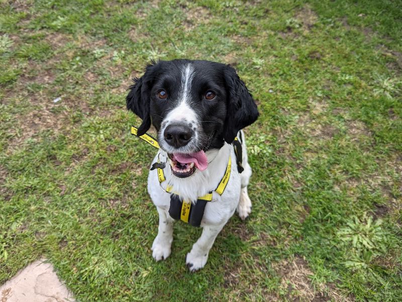 Arlo for sale in Snetterton - Image 2
