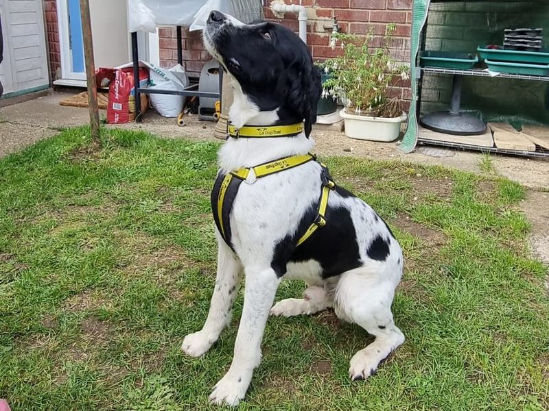 Springer Spaniel puppies for sale in Snetterton – 7 years old