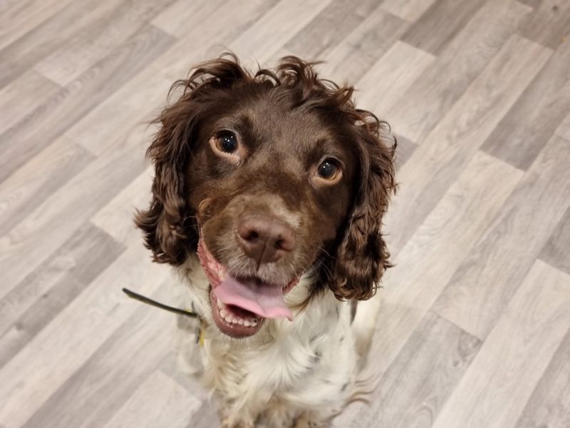 Springer Spaniel puppies for sale in Snetterton – 4 years old