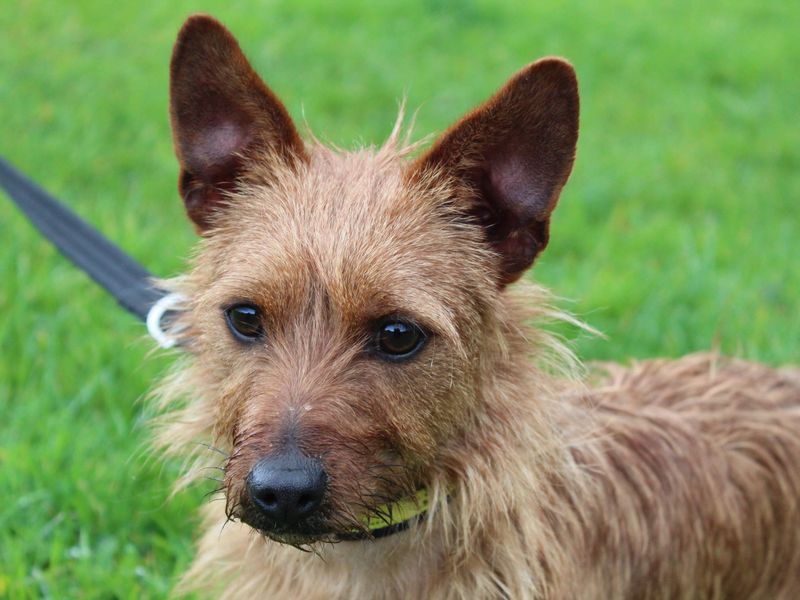 Rusty for sale in Ballymena - Image 1