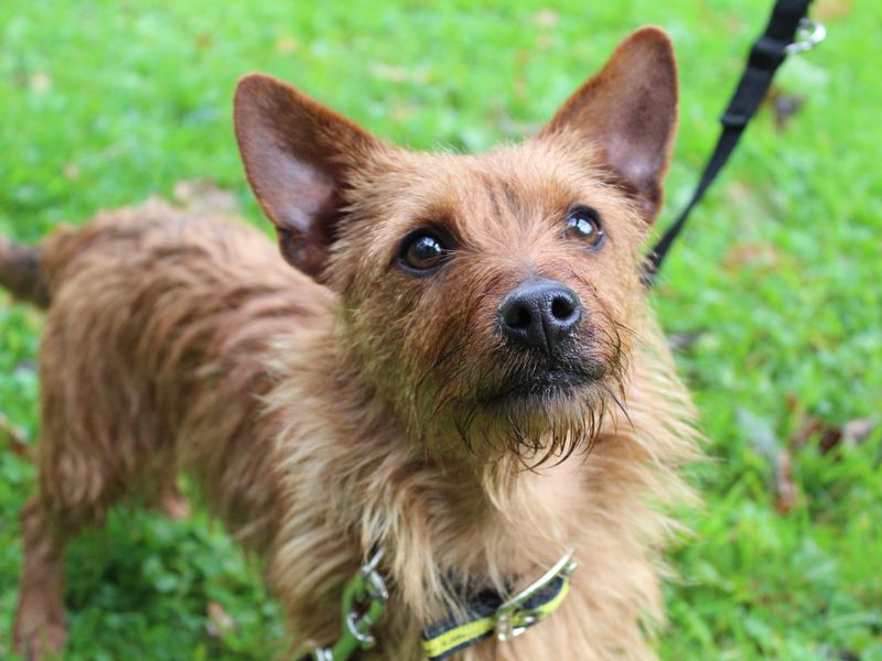 Rusty for sale in Ballymena - Image 2