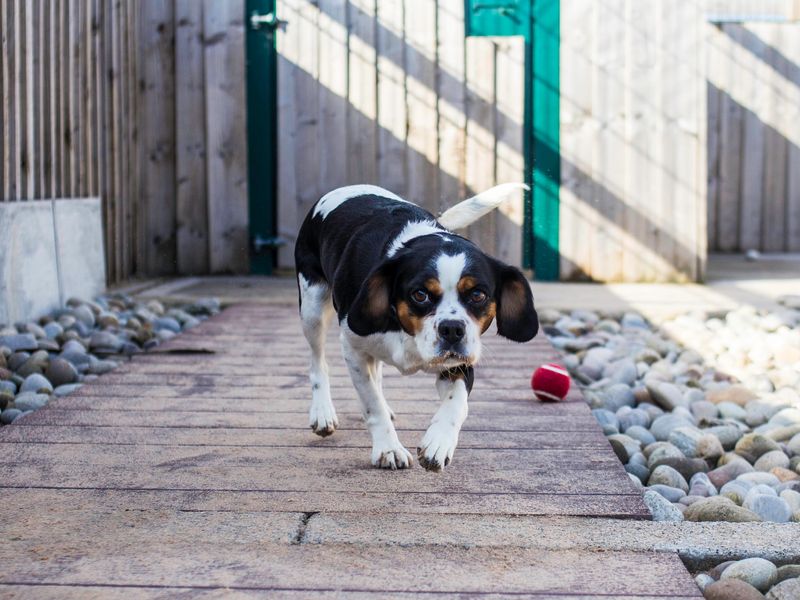 Beagle puppies for sale in Cardiff – 9 years old