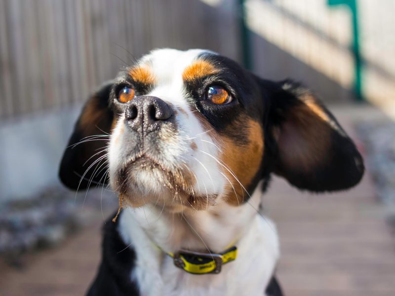 Morticia for sale in Cardiff - Image 2