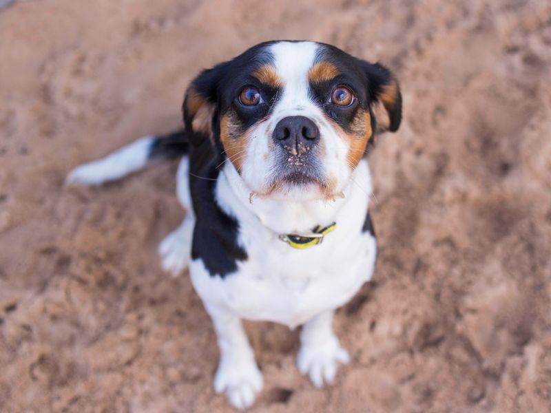 Morticia for sale in Cardiff - Image 3