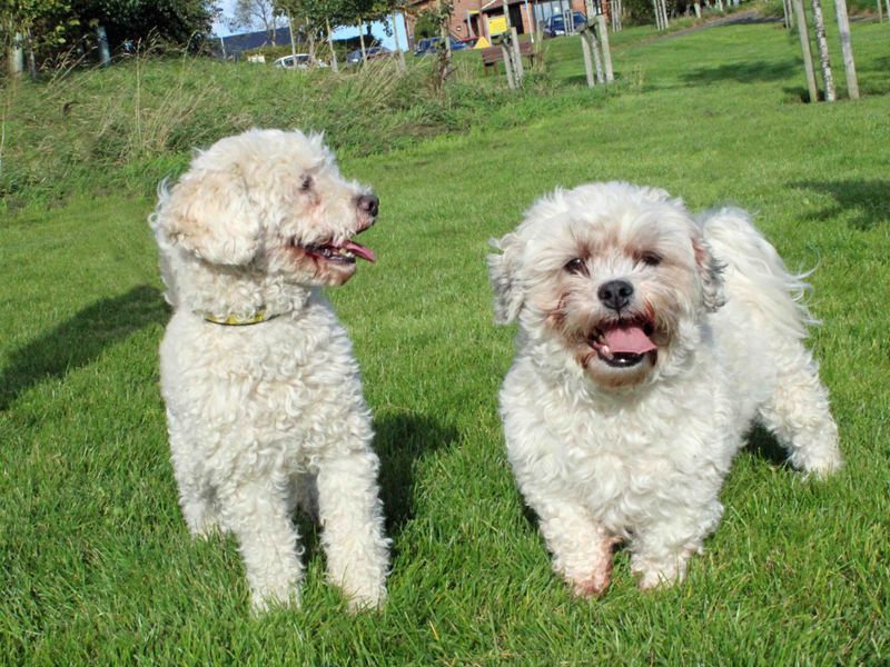 Poodle puppies for sale in Sadberge – 6 years old