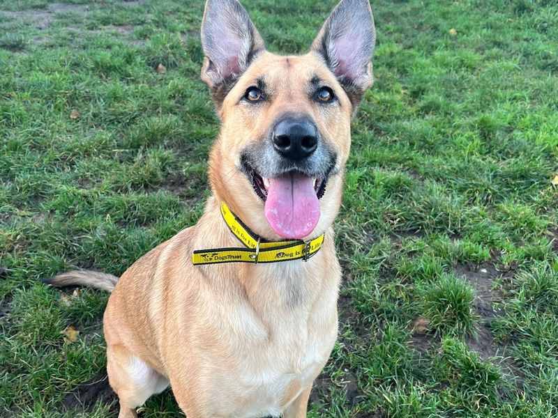 German Shepherd for adoption in Cardiff / Caerdydd, South Glamorgan – 3 years old - Image 2 of 4