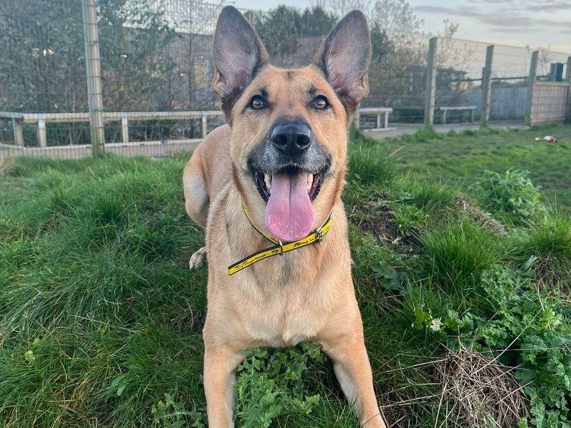 German Shepherd for adoption in Cardiff / Caerdydd, South Glamorgan – 3 years old - Image 3 of 4