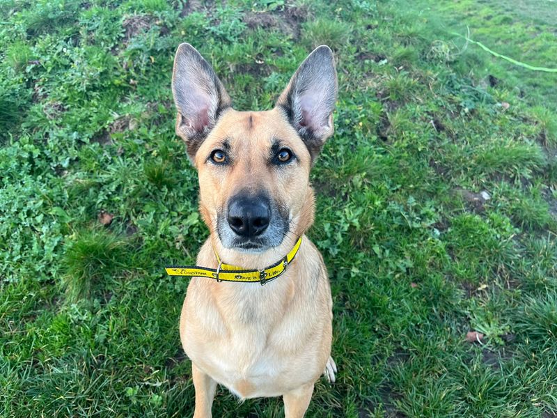German Shepherd for adoption in Cardiff, Glamorgan – 3 years old