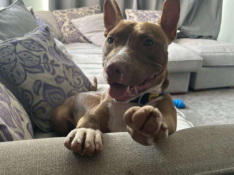 Staffordshire Bull Terrier for adoption in Newton Tony, Wiltshire – 3 years old - Image 2 of 5