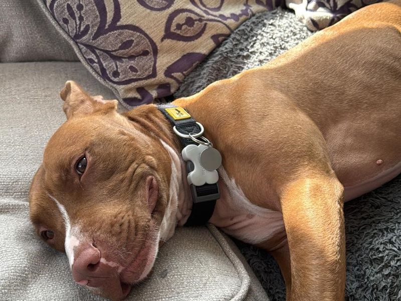 Staffordshire Bull Terrier for adoption in Newton Tony, Wiltshire – 3 years old - Image 1 of 5