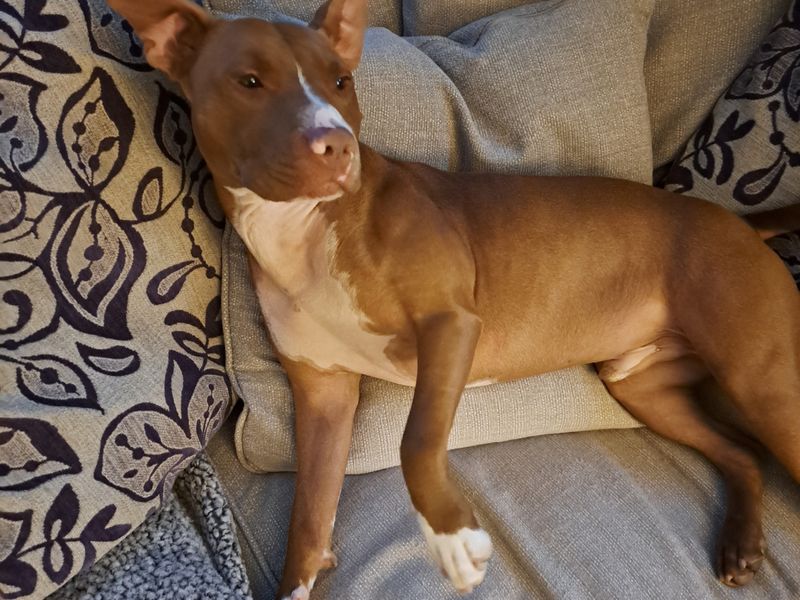 Staffordshire Bull Terrier for adoption in Newton Tony, Wiltshire – 3 years old - Image 3 of 5