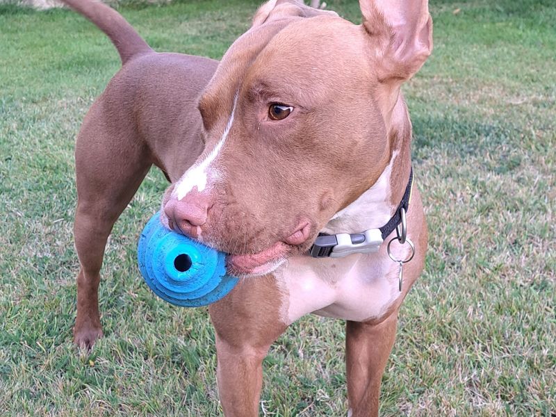 Staffordshire Bull Terrier for adoption in Newton Tony, Wiltshire – 3 years old - Image 5 of 5