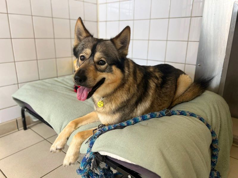 Siberian Husky for adoption in Uxbridge, London – 2 years old