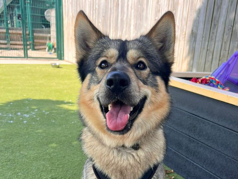 Siberian Husky for adoption in Uxbridge, London – 2 years old - Image 2 of 2