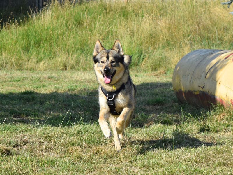 Marvin | Crossbreed | Harefield West London - 1