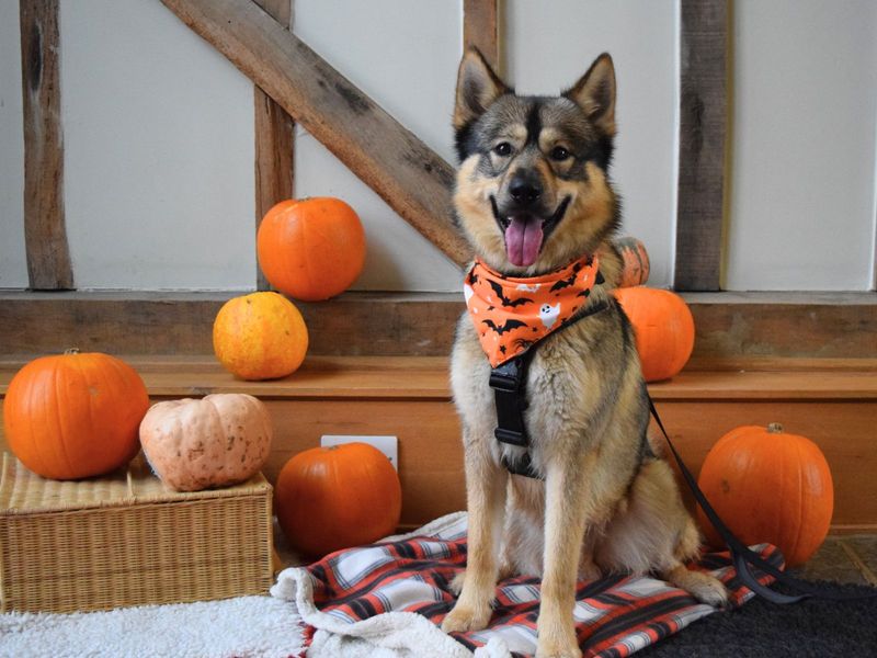 Marvin | Siberian Husky Cross | Harefield West London - 1