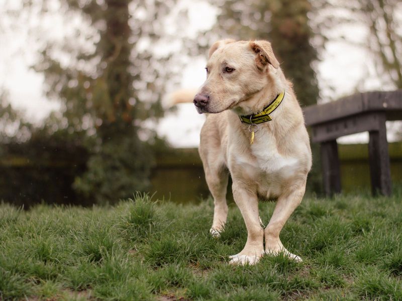 Golden Retriever for adoption in Chestfield, Kent – 9 years old - Image 7 of 10