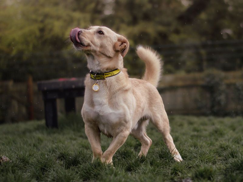 Golden Retriever for adoption in Chestfield, Kent – 9 years old - Image 9 of 10