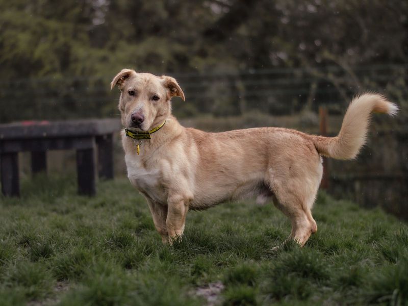 Golden Retriever for adoption in Chestfield, Kent – 9 years old - Image 3 of 10