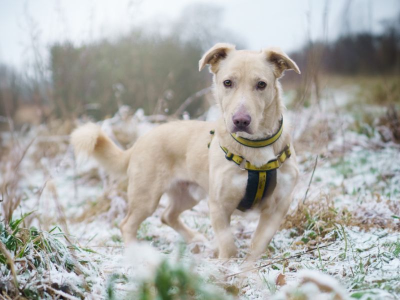 Golden Retriever Dogs And Puppies For Adoption