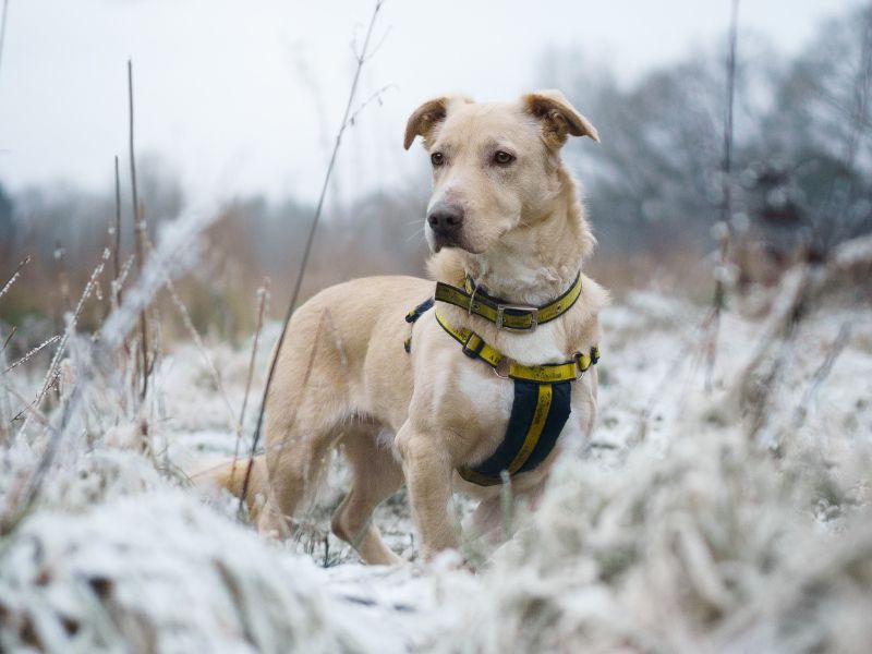 Lance, a 8 years old male Golden Retriever available for adoption from Dogs Trust in Canterbury, Kent