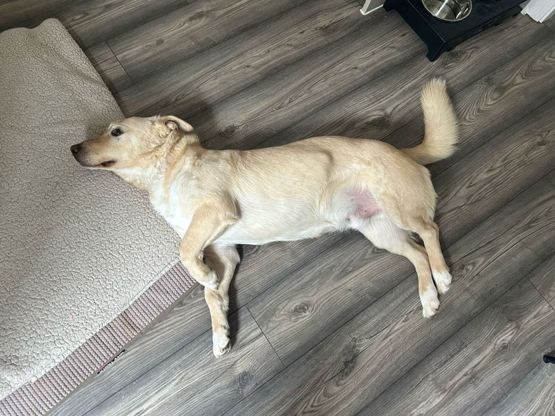 Golden Retriever for adoption in Chestfield, Kent – 9 years old - Image 5 of 10