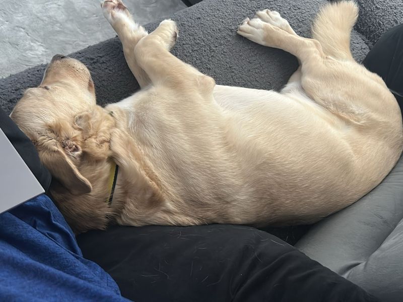 Golden Retriever for adoption in Chestfield, Kent – 9 years old - Image 6 of 10