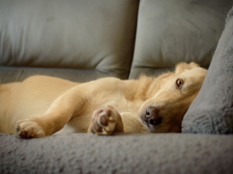Golden Retriever for adoption in Chestfield, Kent – 9 years old - Image 8 of 10