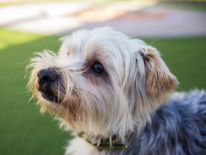 Yorkshire Terrier for adoption in Cardiff, Glamorgan – 6 years old - Image 2 of 5