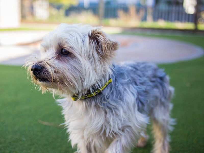 Yorkshire Terrier for adoption in Cardiff, Glamorgan – 6 years old - Image 4 of 5